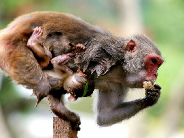 Ινδία: Βρέφος 16 ημερών ημερών έχασε την ζωή του, όταν πίθηκος το άρπαξε από το σπίτι του