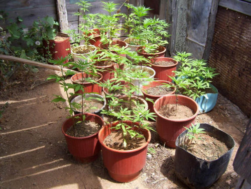 Με ινδική κάνναβη «λουζόταν» 64χρονος έγκλειστος φυλακών