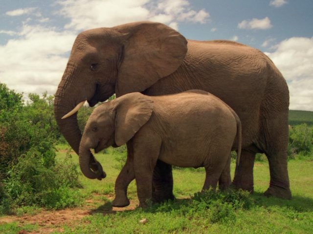 Το 90% του πληθυσμού ελεφάντων έχει χαθεί τα τελευταία 40 χρόνια- Η Τανζανία ευαισθητοποιείται