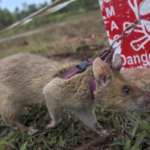 Τανζανία: Οι γιγάντιοι αφρικανικοί αρουραίοι θα σώσουν την χώρα από τις νάρκες ξηράς