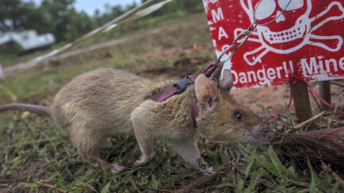 Τανζανία: Οι γιγάντιοι αφρικανικοί αρουραίοι θα σώσουν την χώρα από τις νάρκες ξηράς