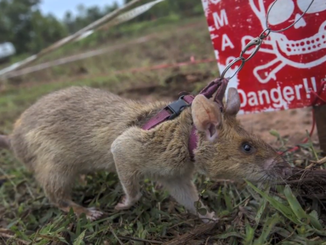 Τανζανία: Οι γιγάντιοι αφρικανικοί αρουραίοι θα σώσουν την χώρα από τις νάρκες ξηράς