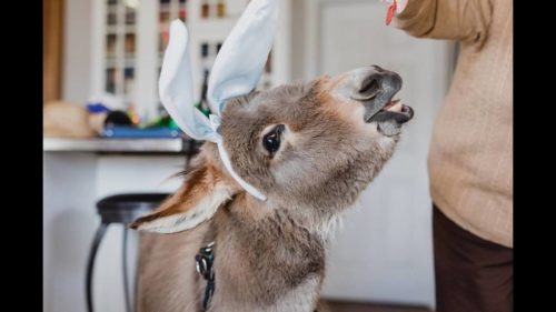 Τι έπαθε αυτό το γλυκύτατο γαϊδουράκι και νομίζει πως είναι σκύλος; [ΕΙΚΟΝΕΣ & ΒΙΝΤΕΟ]