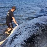 Νεκρή φάλαινα ξεβράστηκε στις ακτές της Σαντορίνης [ΒΙΝΤΕΟ]