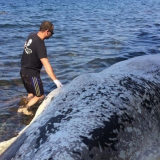 Νεκρή φάλαινα ξεβράστηκε στις ακτές της Σαντορίνης [ΒΙΝΤΕΟ]