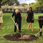 Πού εξαφανίστηκε το δέντρο που φύτεψαν στο Λευκό Οίκο οι Τραμπ-Μακρόν;