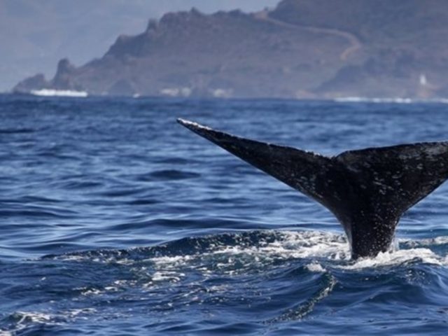 Οι τοξοκέφαλες φάλαινες τραγουδούν free jazz για να προσελκύσουν το ταίρι τους!