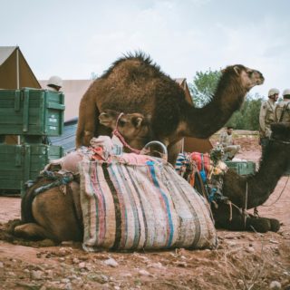 Ανάρπαστο το γάλα καμήλας στην Αυστραλία