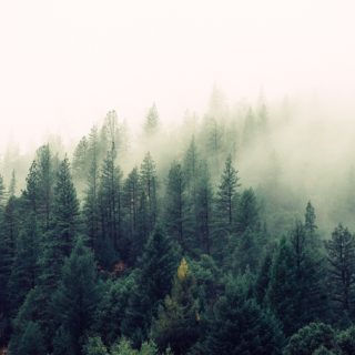 Καλάβρυτα: Εξαφάνιση 9χρονου σε δασώδη περιοχή