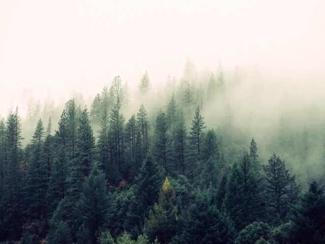 Καλάβρυτα: Εξαφάνιση 9χρονου σε δασώδη περιοχή