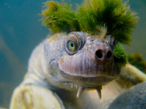 Αυτή η χελώνα που αναπνέει από τα γεννητικά όργανα και έχει μοϊκάνα είναι ό,τι πιο πανκ θα δείτε σήμερα