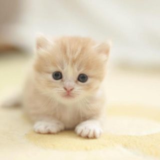 Δοκιμές καλλυντικών σε ζώα: Το Ευρωκοινοβούλιο  ζητάει την παγκόσμια απαγόρευσή τους