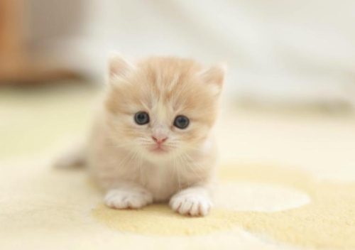 Δοκιμές καλλυντικών σε ζώα: Το Ευρωκοινοβούλιο  ζητάει την παγκόσμια απαγόρευσή τους