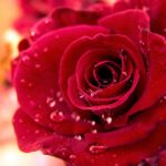 Επιστήμονες αποκωδικοποίησαν το DNA του τριαντάφυλλου και δείτε τι ανακάλυψαν…