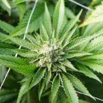 Τετραπλάσια η χρήση κάνναβης μεταξύ των γονέων καπνιστών σε σχέση με τους μη καπνιστές