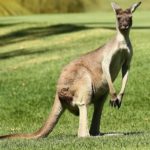 Αυστραλία: Καγκουρό επιτέθηκε σε τουρίστες που το τάιζαν