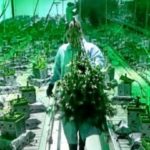 Που βρίσκεται η «Μέκκα της αμερικάνικης κάνναβης;