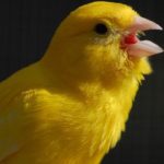 Κίνα: Σπάνια πουλιά φέρνουν ευημερία σε απομονωμένο χωριό