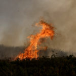 Πυρκαγιές: Που να επικοινωνήσετε για αδέσποτα ζώα που κινδυνεύουν