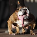 Πέθανε η Zsa Zsa, το ασχημότερο σκυλί στον κόσμο