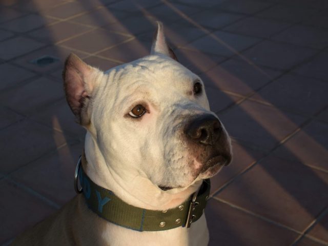 Καταρρίπτοντας μύθους για την επιθετικότητα των σκύλων