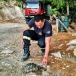 Πληροφορίες για τα τραυματισμένα ζώα στις πυρόπληκτες περιοχές