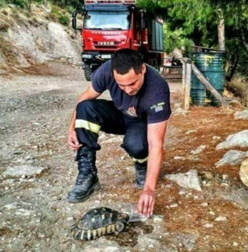 Πληροφορίες για τα τραυματισμένα ζώα στις πυρόπληκτες περιοχές