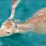 Εύβοια: Άνδρας πήγε για ψάρεμα και έπιασε… ελάφι [BINTEO]