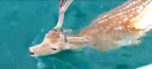 Εύβοια: Άνδρας πήγε για ψάρεμα και έπιασε… ελάφι [BINTEO]