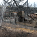 Η ανακοίνωση της WWF για τις καταστροφικές πυρκαγιές στην Αττική