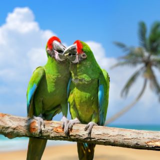 «Αχ οι Έλληνες, αυτά τα Παράξενα Πουλιά»: Ένα Διήμερο Συνέδριο για την Νέα Ελληνική Exotica