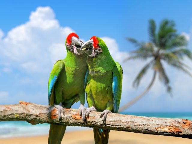 «Αχ οι Έλληνες, αυτά τα Παράξενα Πουλιά»: Ένα Διήμερο Συνέδριο για την Νέα Ελληνική Exotica