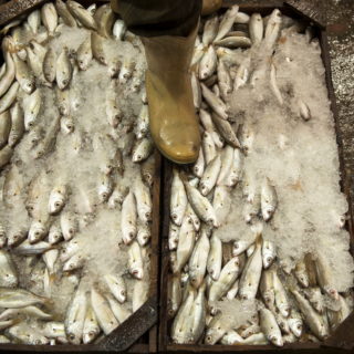 Στην ψαραγορά της Αλεξάνδρειας