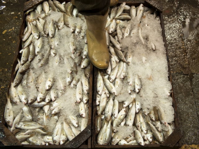 Στην ψαραγορά της Αλεξάνδρειας