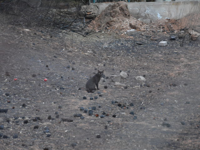 Να θρηνούμε για κάθε ζωή που χάνεται και να χαιρόμαστε για κάθε ζωή που τα καταφέρνει