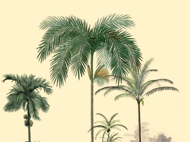 ” ΓΟΥΑΔΕΛΟΥΠΗ  αγάπη μου ”