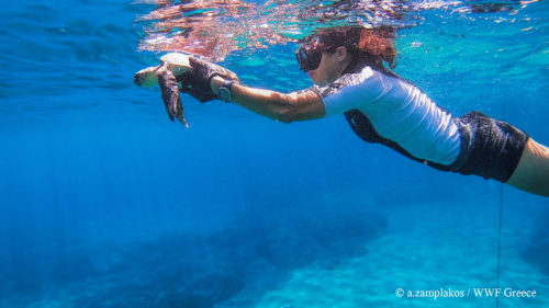 Η συγκινητική διάσωση μιας Caretta caretta από το WWF Ελλάς