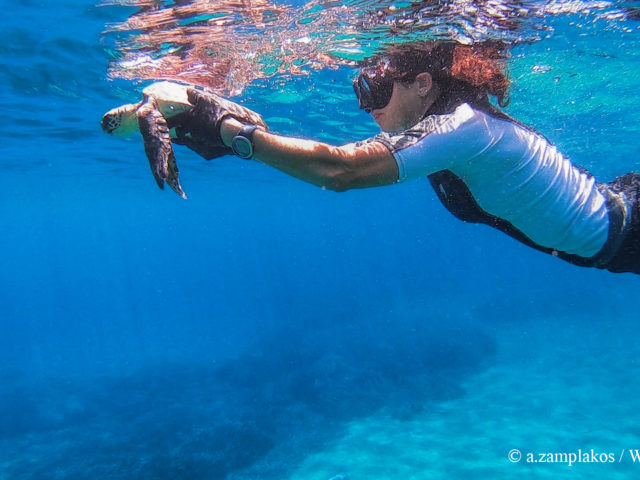 Η συγκινητική διάσωση μιας Caretta caretta από το WWF Ελλάς
