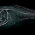 Τρία νέα είδη ψαριών ανακαλύφθηκαν στον βυθό του Ειρηνικού Ωκεανού