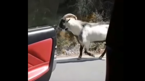 Kiki Challenge αλά Κρήτη – Ο τράγος που έγινε viral «χορεύοντας» στους ρυθμούς του Drake [BINTEO]