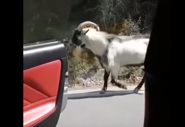 Kiki Challenge αλά Κρήτη – Ο τράγος που έγινε viral «χορεύοντας» στους ρυθμούς του Drake [BINTEO]