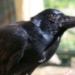 Πόσο έξυπνα είναι τελικά τα κοράκια [BINTEO]