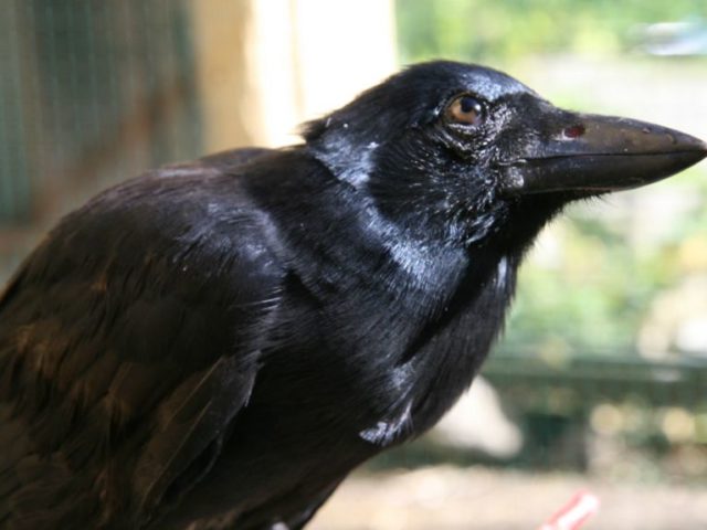 Πόσο έξυπνα είναι τελικά τα κοράκια [BINTEO]