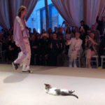 Γάτα «εισέβαλε» σε επίδειξη μόδας δίνοντας άλλη διάσταση στη λέξη catwalk [BINTEO]