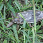 Σαρκοφάγο έντομο γίγας εντοπίστηκε στη Λαμία