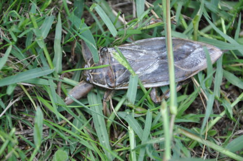 Σαρκοφάγο έντομο γίγας εντοπίστηκε στη Λαμία