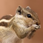 Εταιρεία κατέβασε γυναίκα από αεροπλάνο επειδή είχε μαζί της σκίουρο ως ζώο ψυχολογικής υποστήριξης