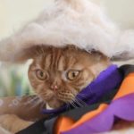 Αυτός ο Ιάπωνας φωτογράφος δημιουργεί καπέλα για γάτες από το τρίχωμά τους [ΦΩΤΟΣ]