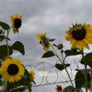 Στο καμπ προσφύγων του Σχιστού, βρίσκονται οι ωραιότεροι κήποι της Αττικής