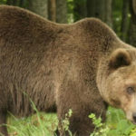 Το ταξιδιωτικό γραφείο Cosmorama Travel καταργεί την εκτύπωση εντύπων και υποστηρίζει τον Αρκτούρο